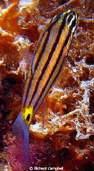 nice tail..sealife dc1000 by Richard Campbell 